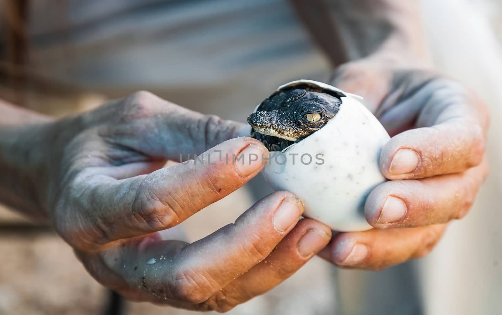 the emergence of the American crocodile cub out of the egg