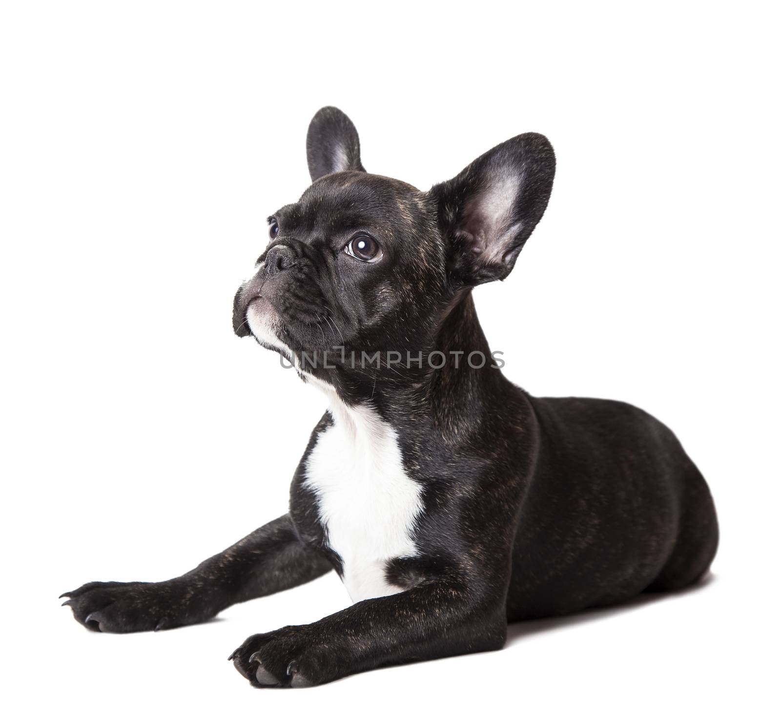 small french bulldog isolated on a white background