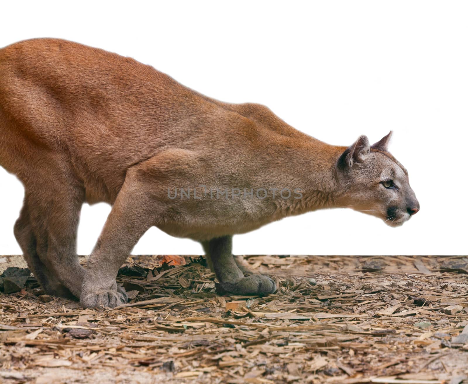 creeping cougar, predatory animal background
