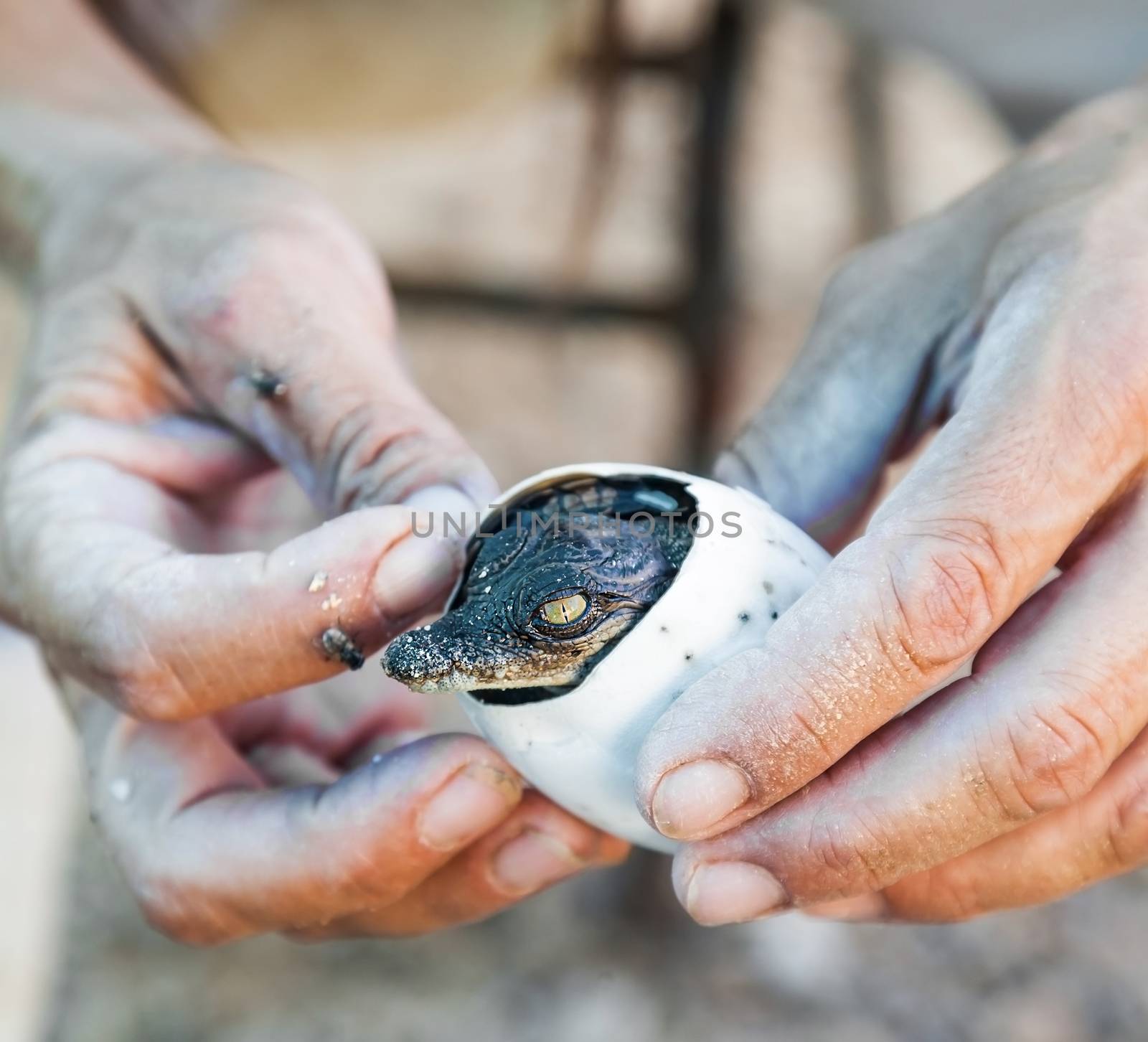 the emergence of American crocodile lives eggs in human hands