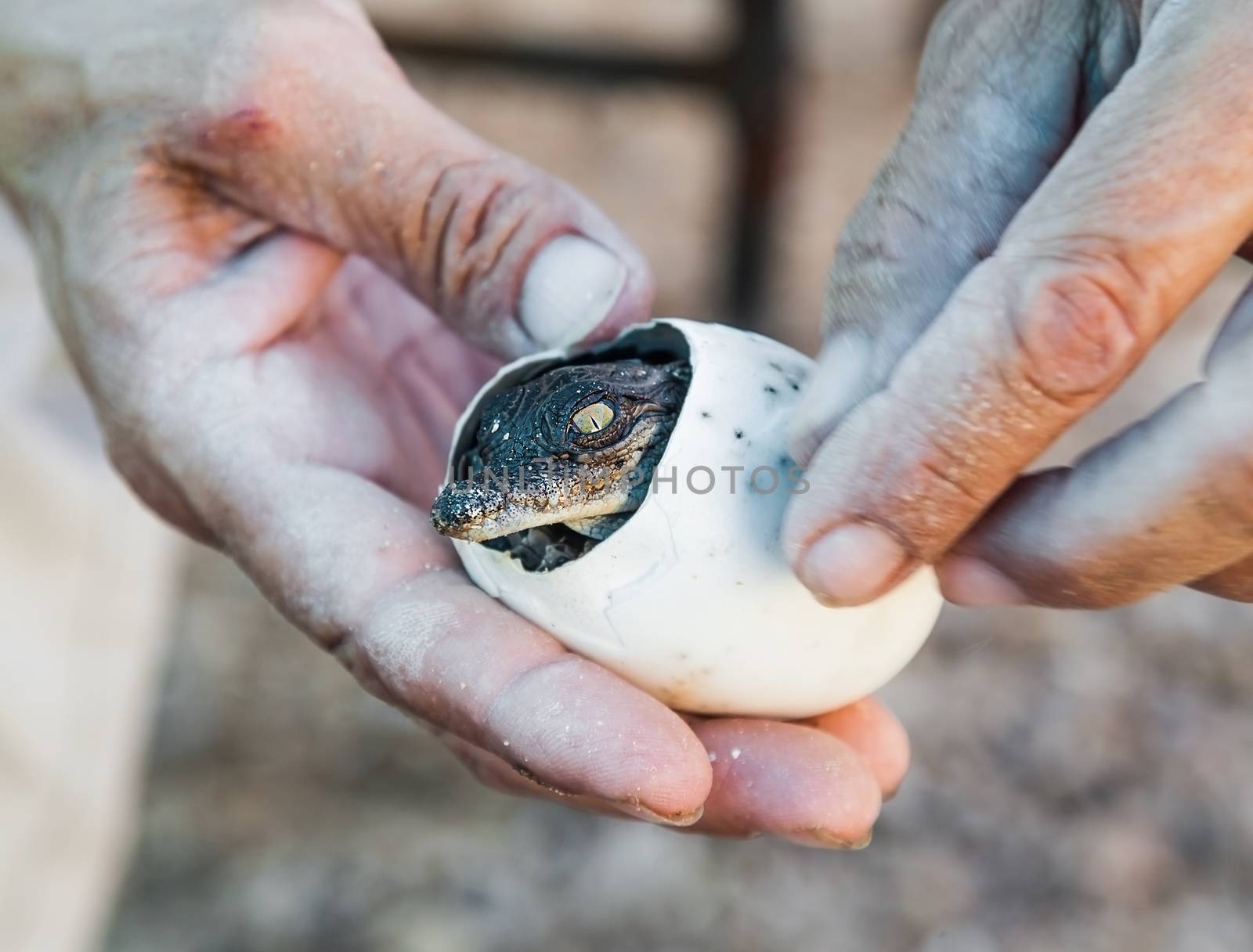 the emergence of crocodile lives eggs