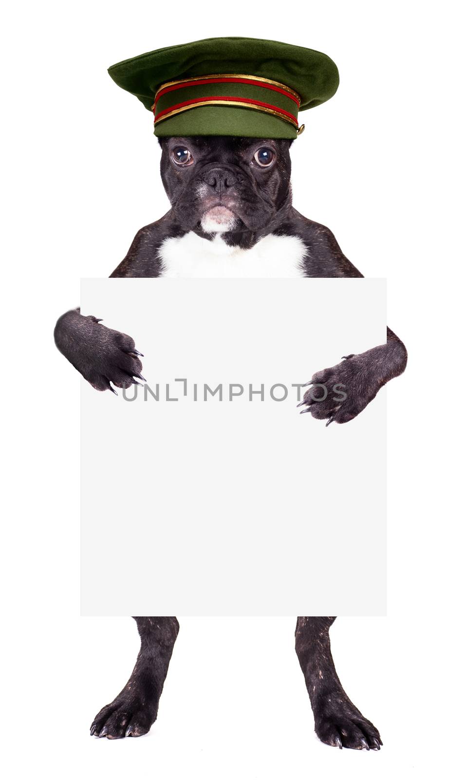 French bulldog in a green cap with a blank in the legs