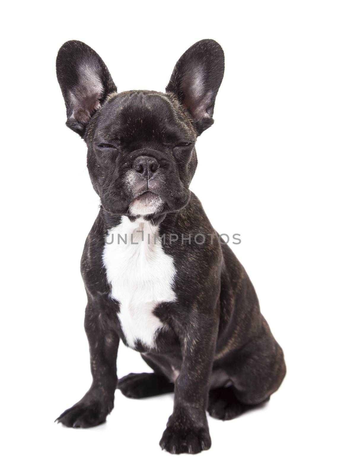 french bulldog puppy  by MegaArt