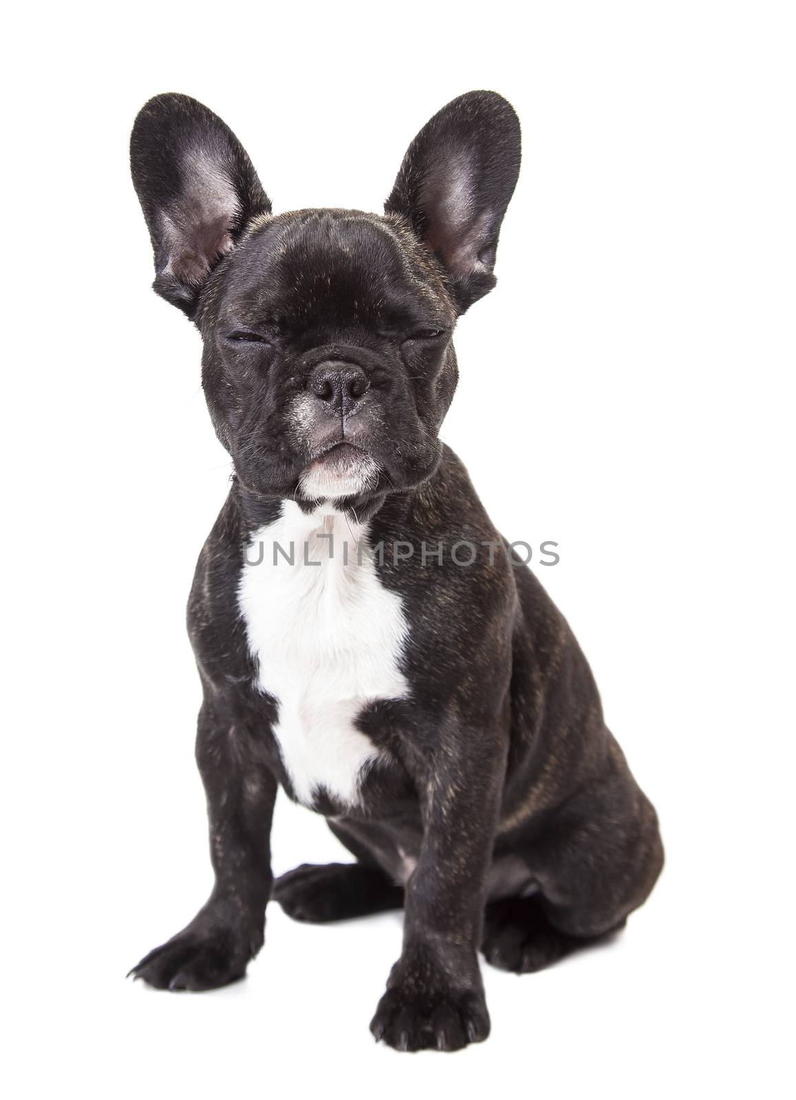 french bulldog puppy isolated on a white background