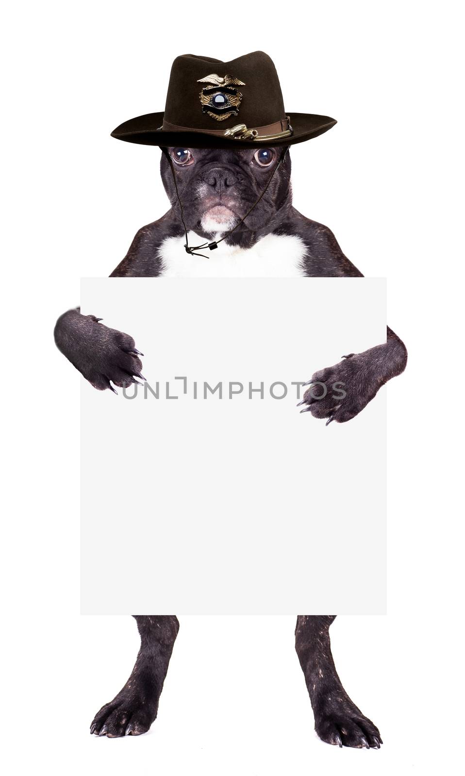 French bulldog in a police hat with a blank in the legs