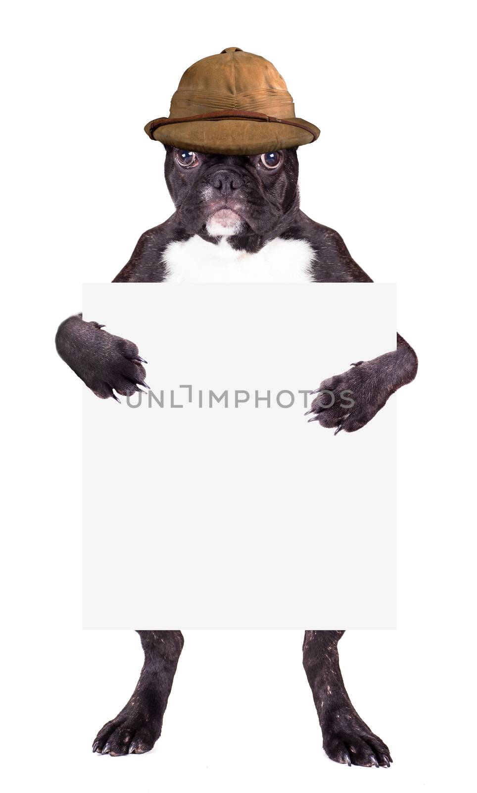 French Bulldog in beige hat with a blank in the legs