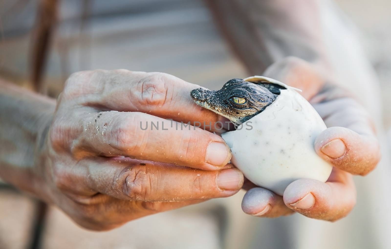 the emergence of the crocodile cub out of the egg