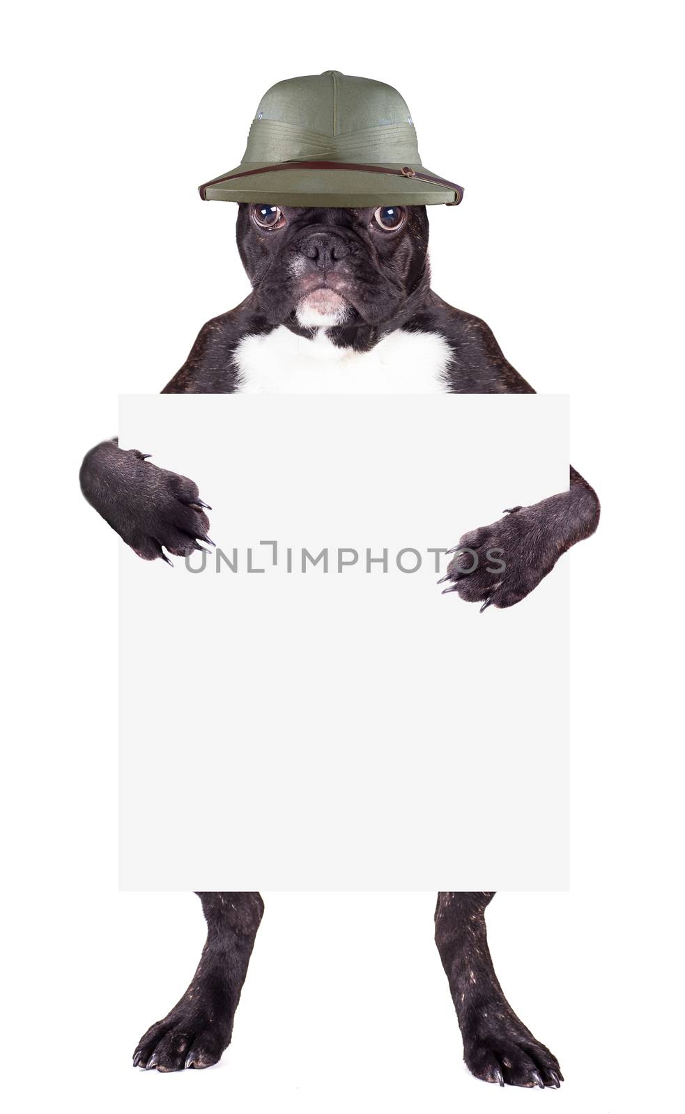 French Bulldog in hat with a blank in the legs