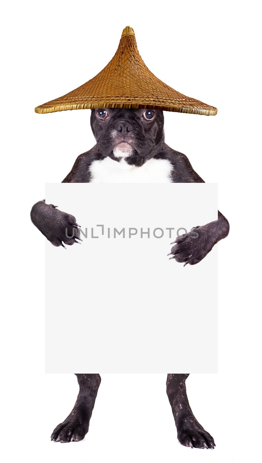 french bulldog puppy wearing a hat with a blank in the clutches