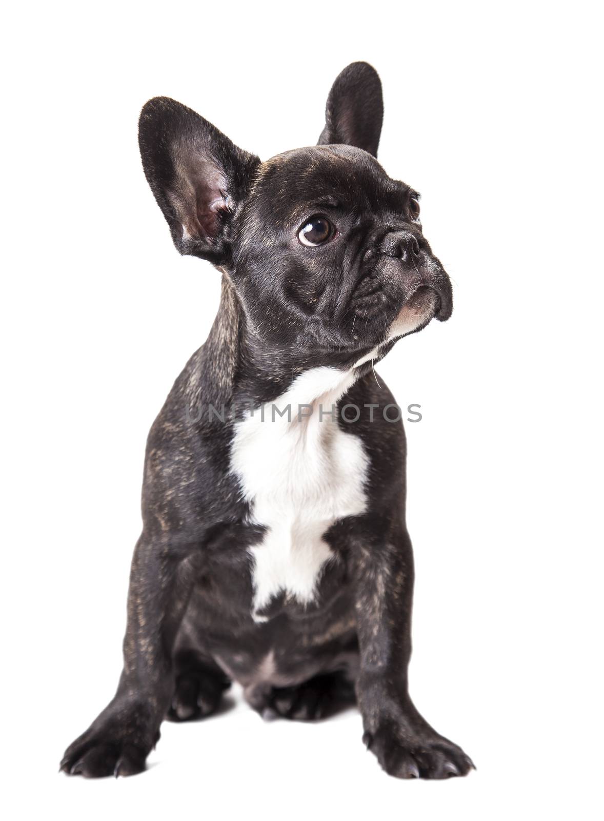 little french bulldog puppy on white isolated background