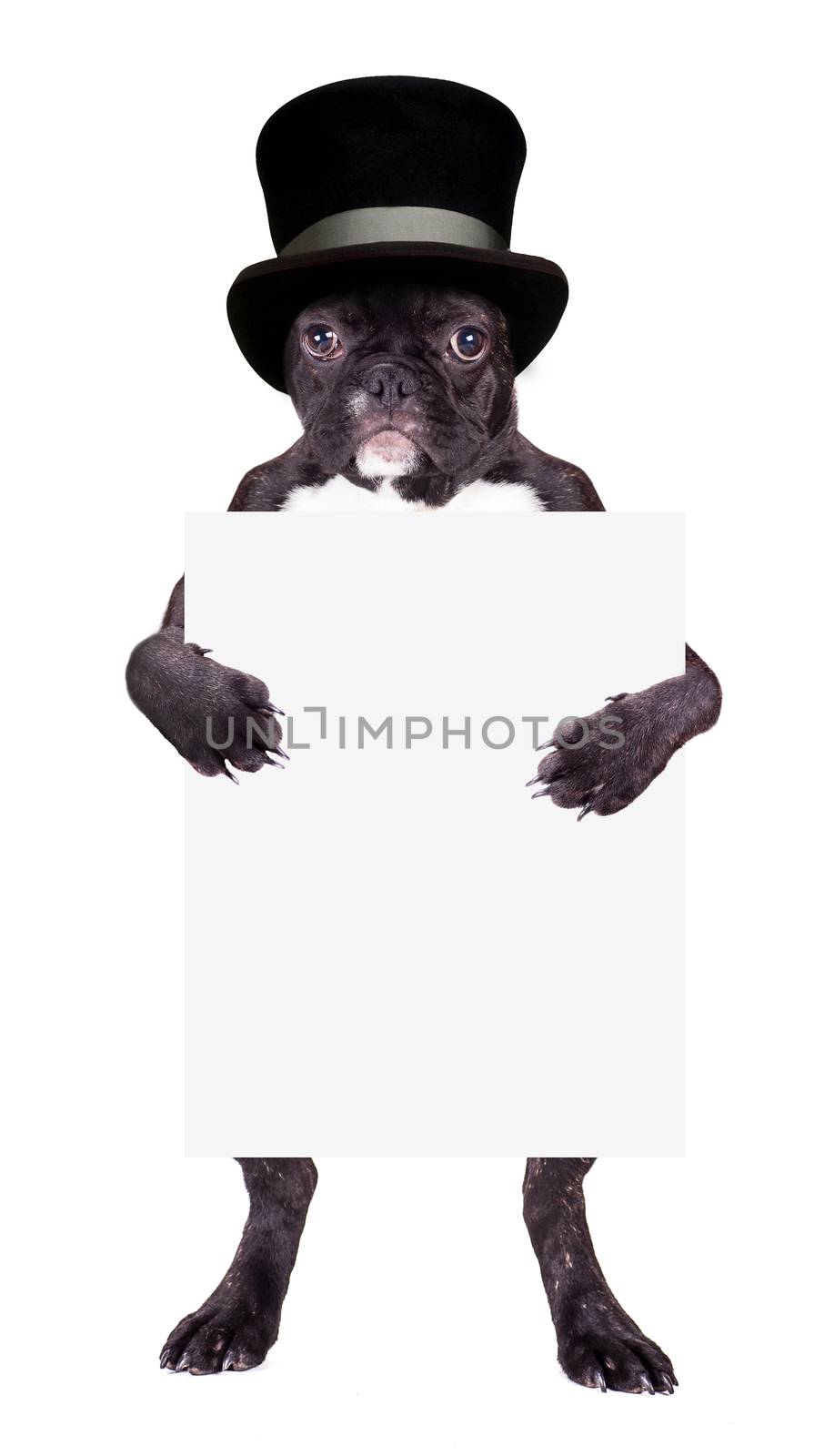 French bulldog in a black cylinder  by MegaArt