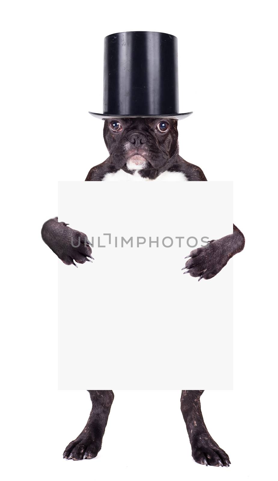 French bulldog puppy in cylinder with the form in the legs