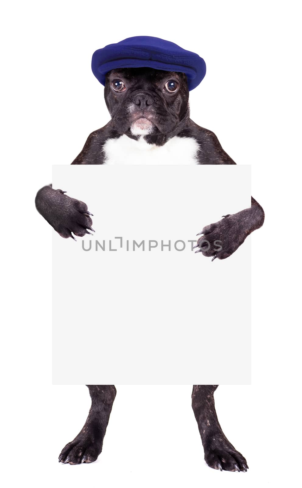 French bulldog in a blue cap with a blank in the legs