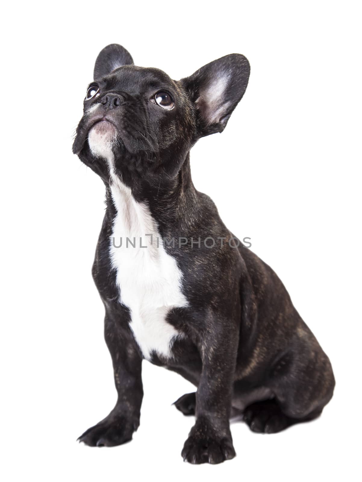 puppy dog looking up isolated on white background