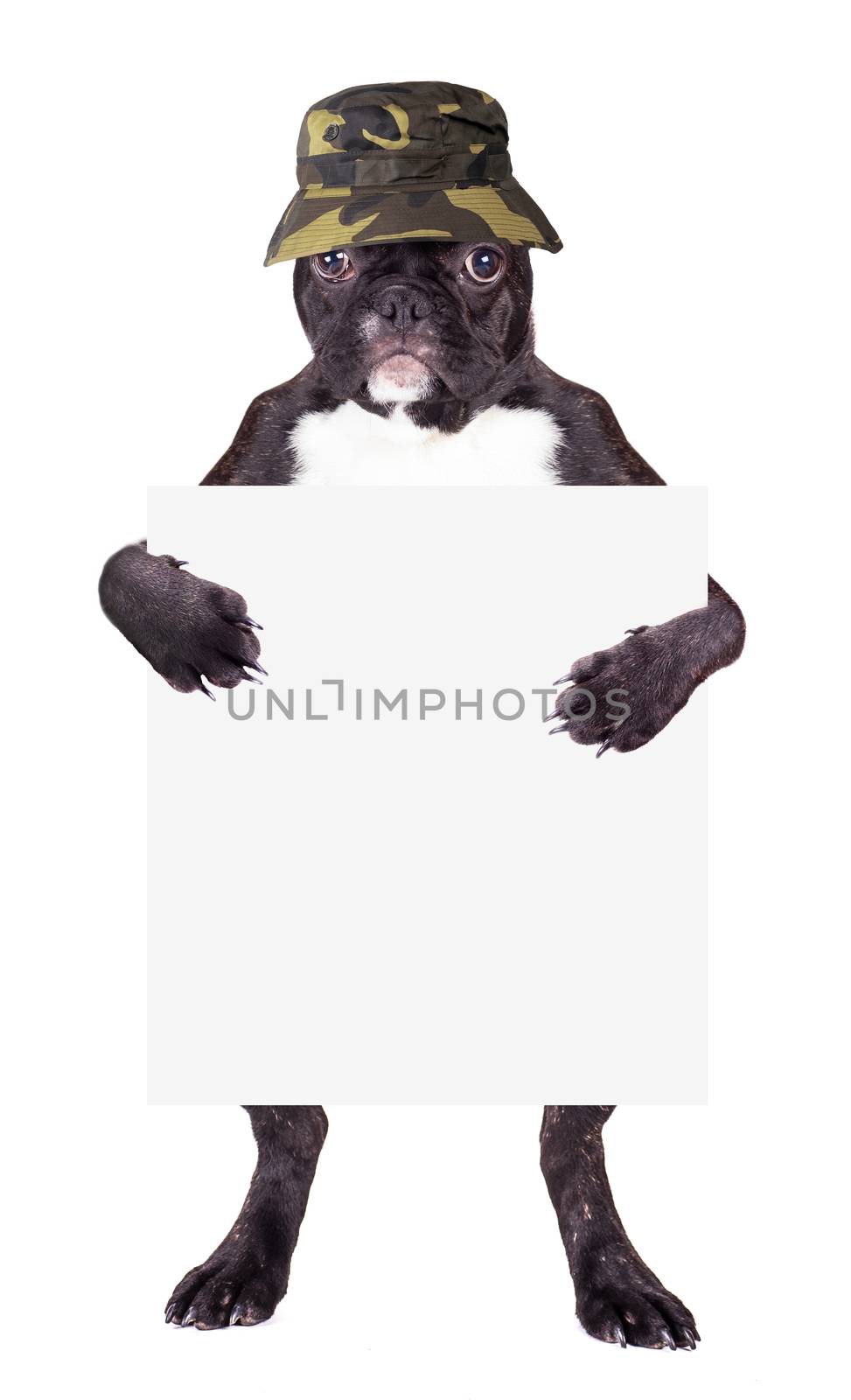 French bulldog Panama hat with a blank in the legs