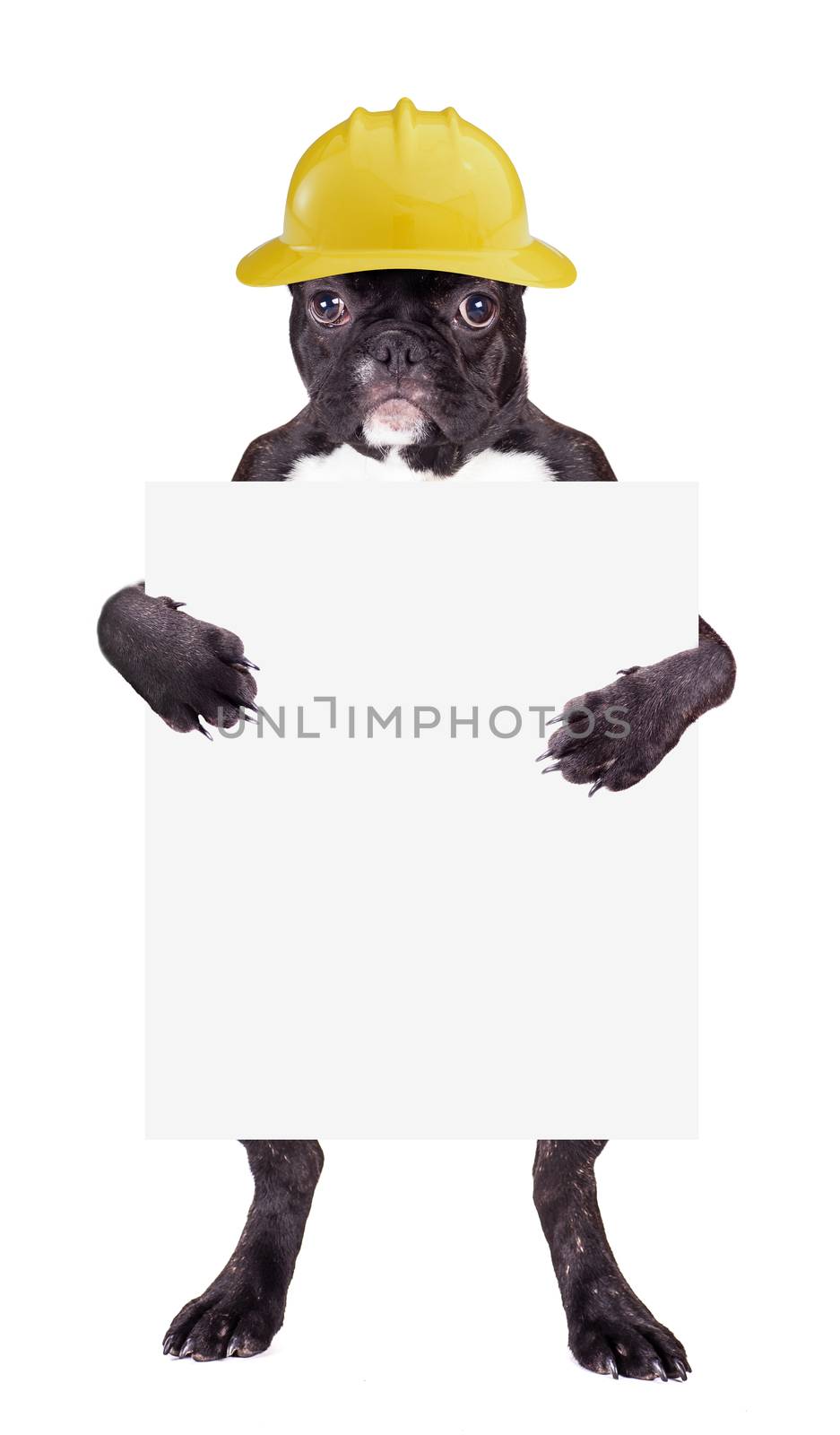 French bulldog puppy in a helmet with a blank in the legs
