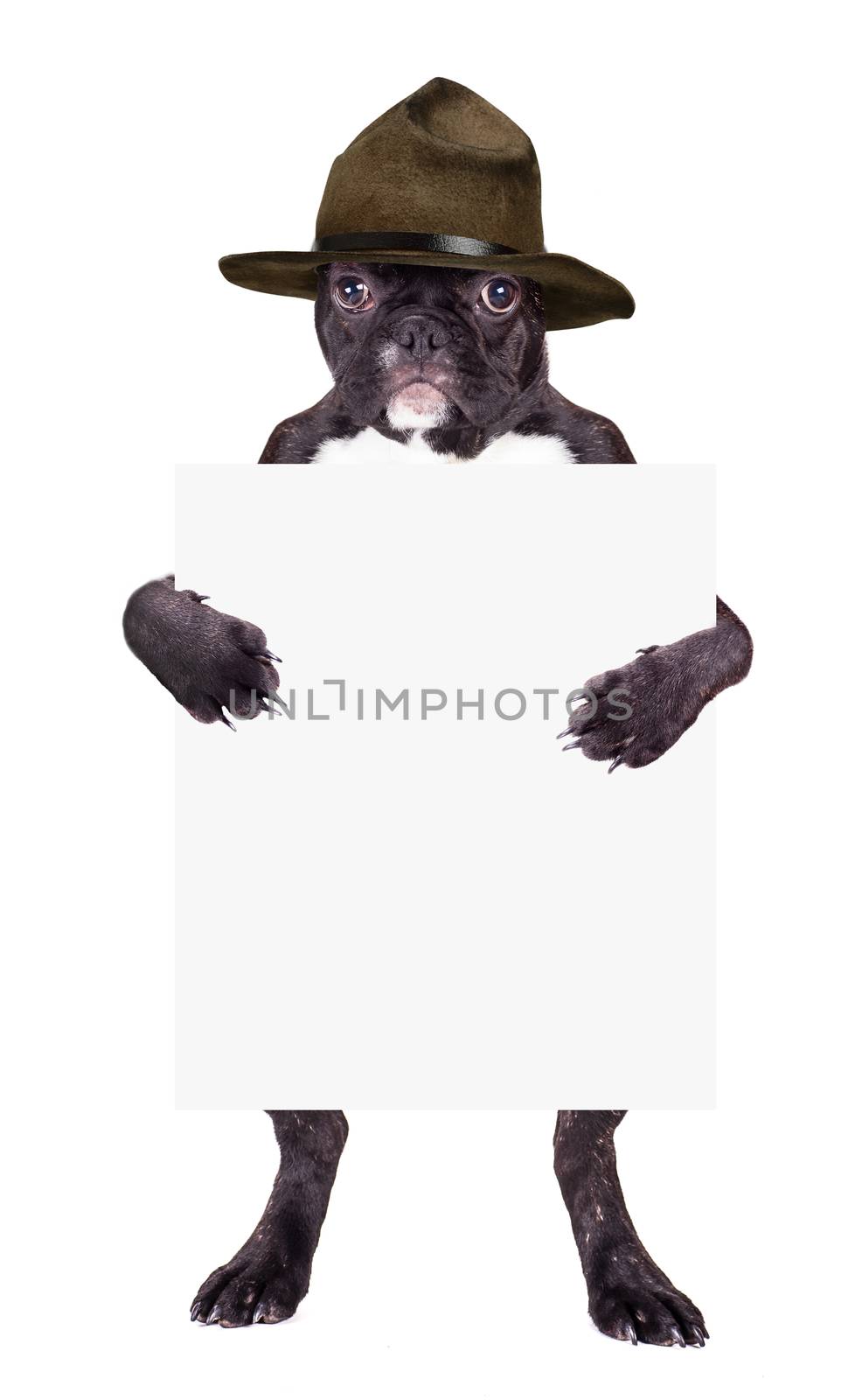 French bulldog in a brown hat  by MegaArt