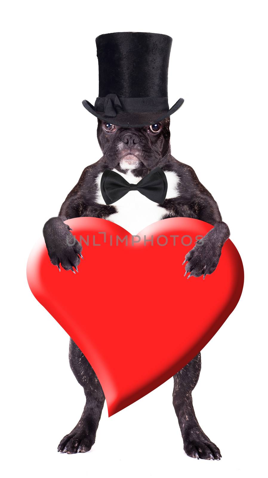 French bulldog puppy in a black cylinder with a heart in his paws
