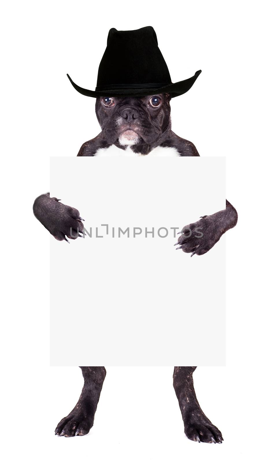 French Bulldog in a cowboy hat with a blank in the legs
