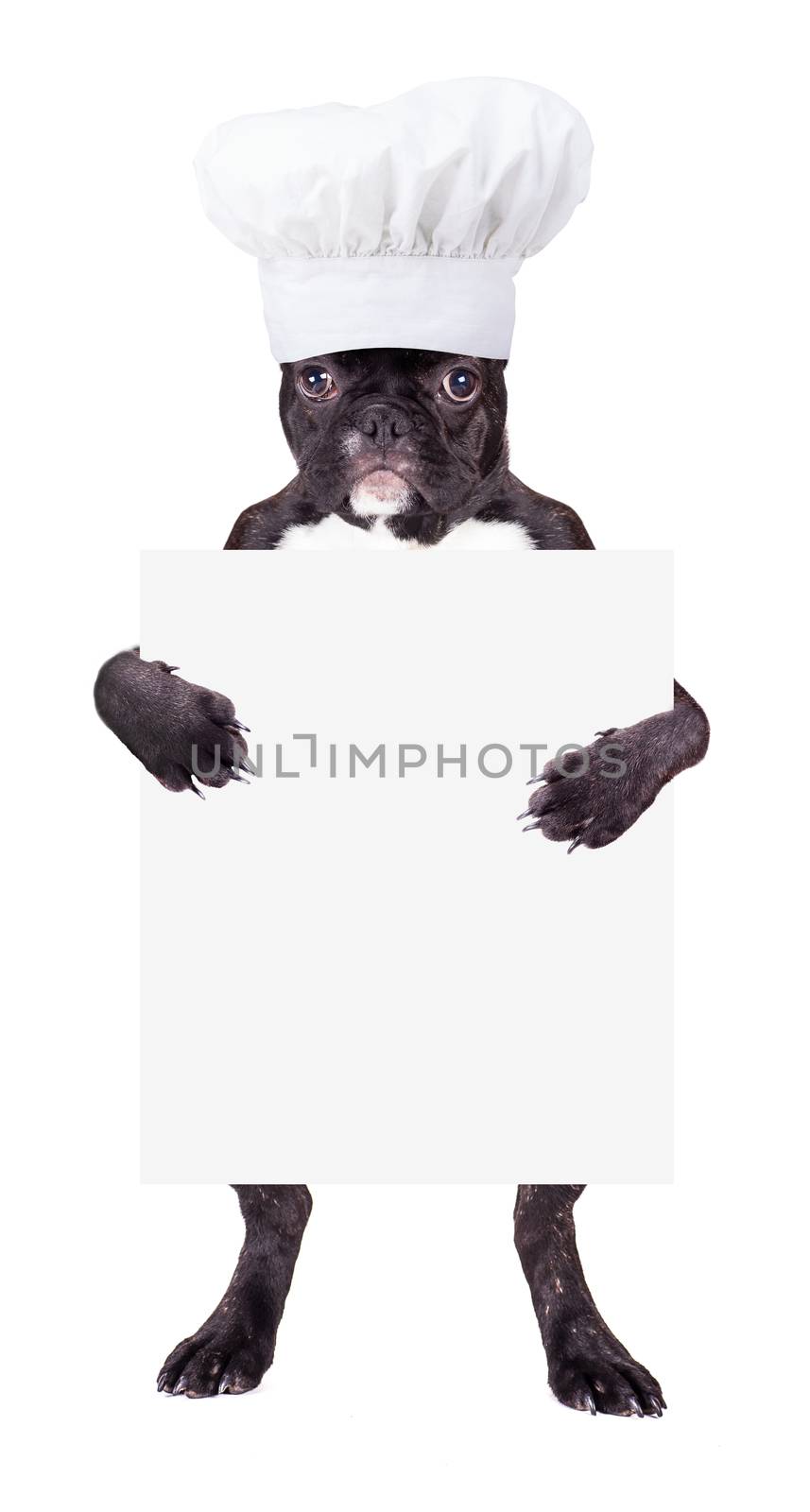 French bulldog in a chef's hat with the form in the legs