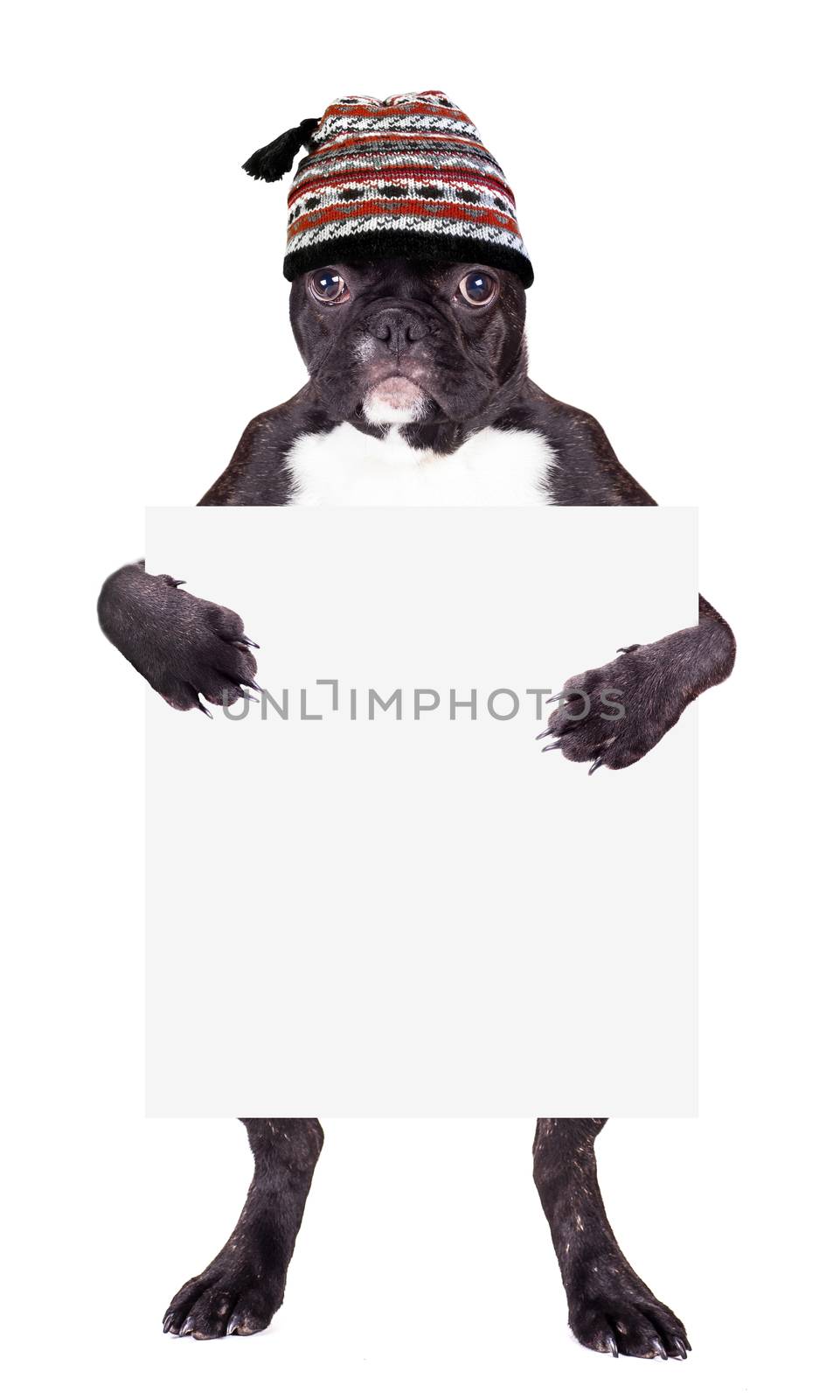 French bulldog in a warm hat with a blank in the legs