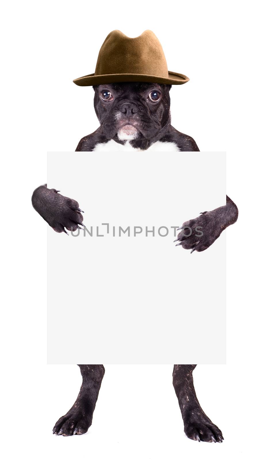 French bulldog with hat  by MegaArt