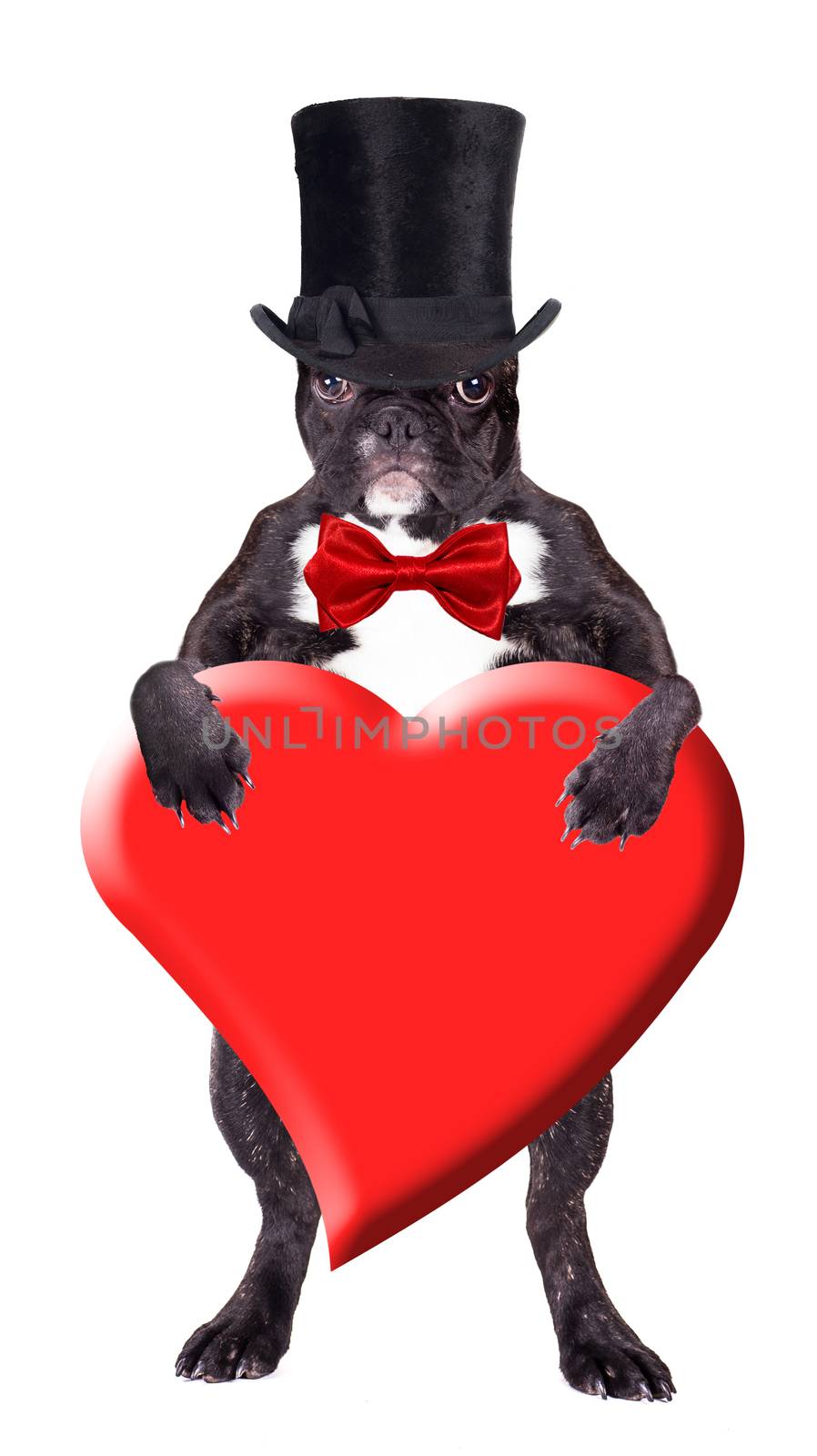 French bulldog in a black top hat with a heart in his paws