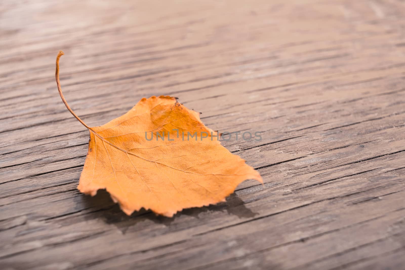 dry autumn leaf on a wooden background