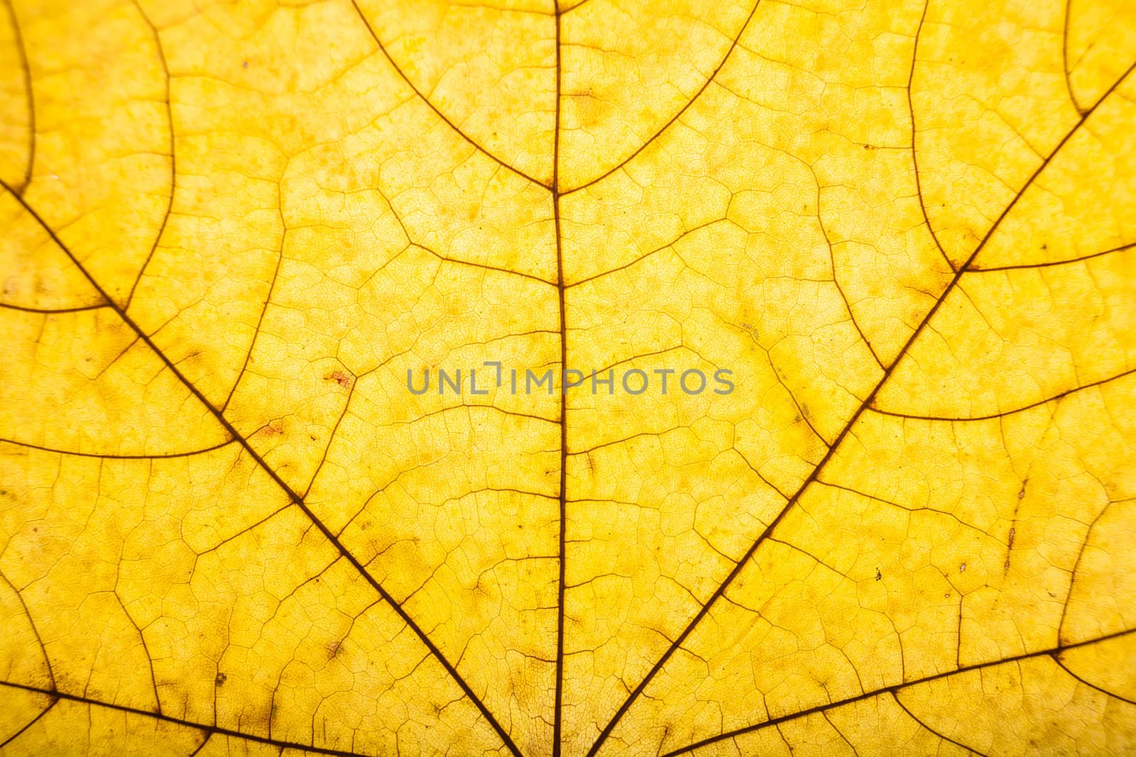 Background of dry autumn maple leaf closeup
