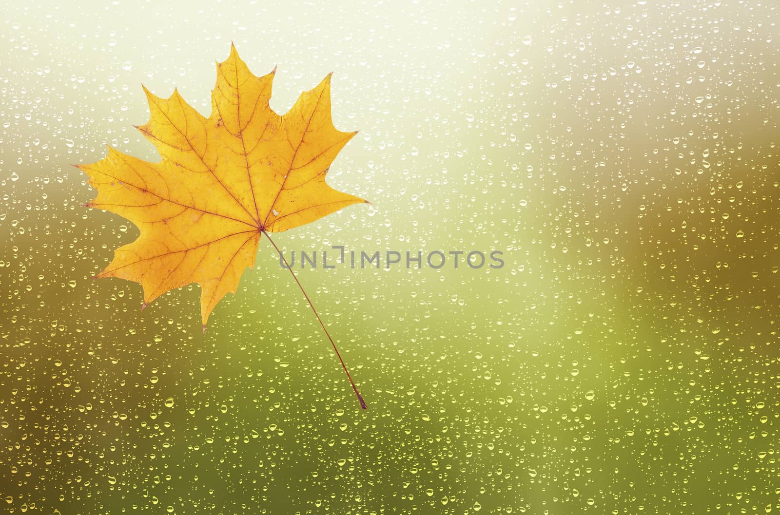 yellow maple leaf glued to wet glass