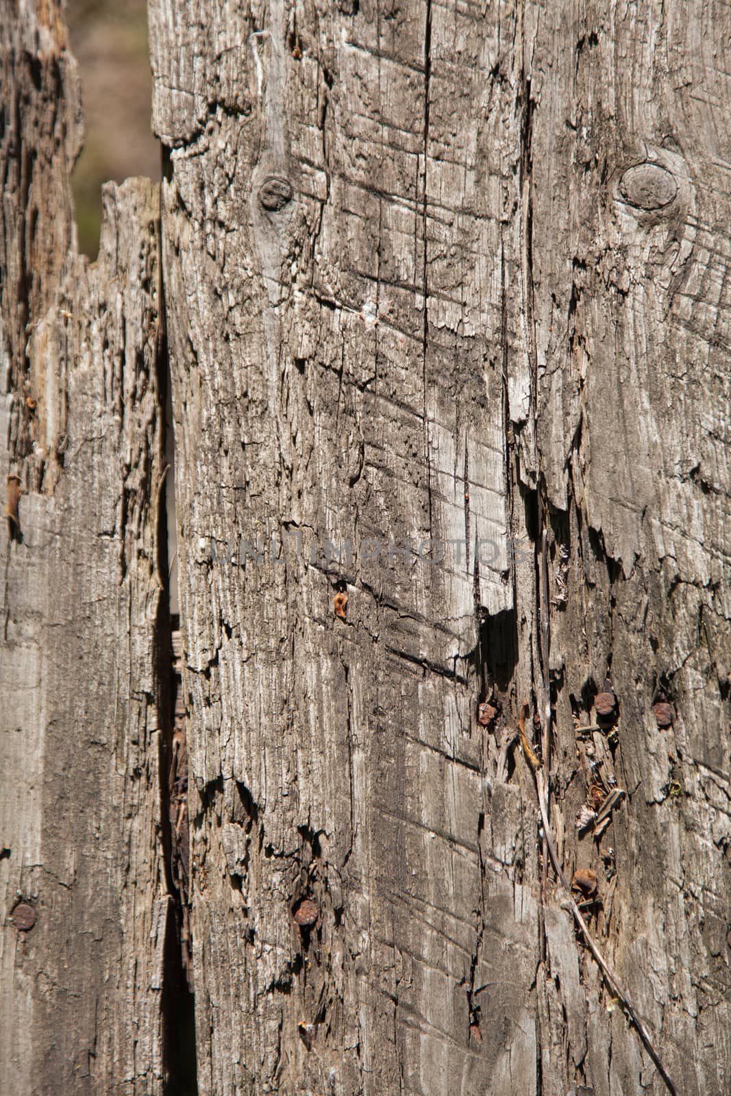 texture of old wood by MegaArt