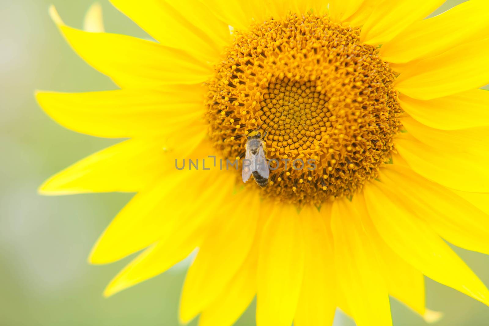 bee collects nectar from a sunflower  in summer day