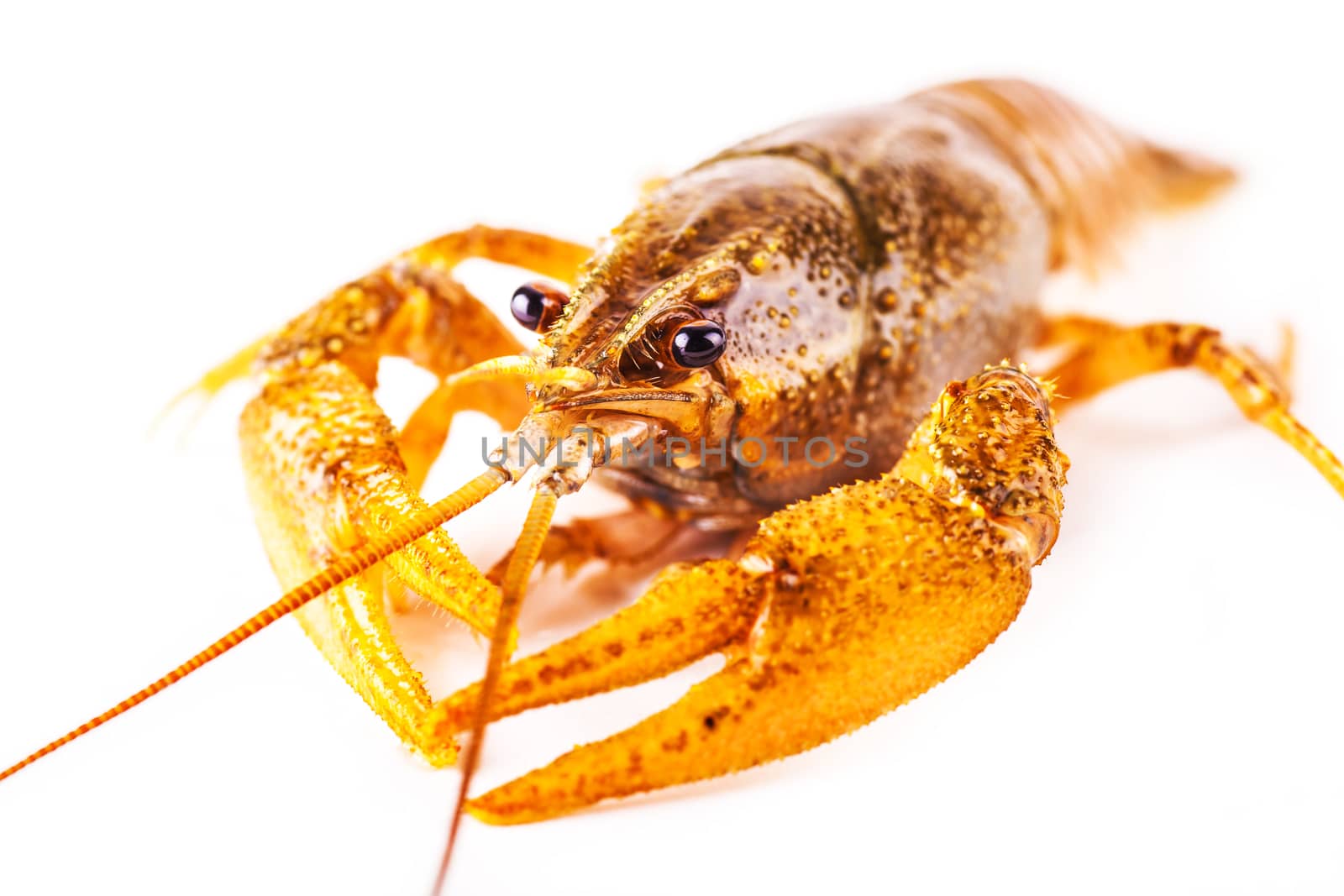 boiled crawfish closeup isolated on a white background