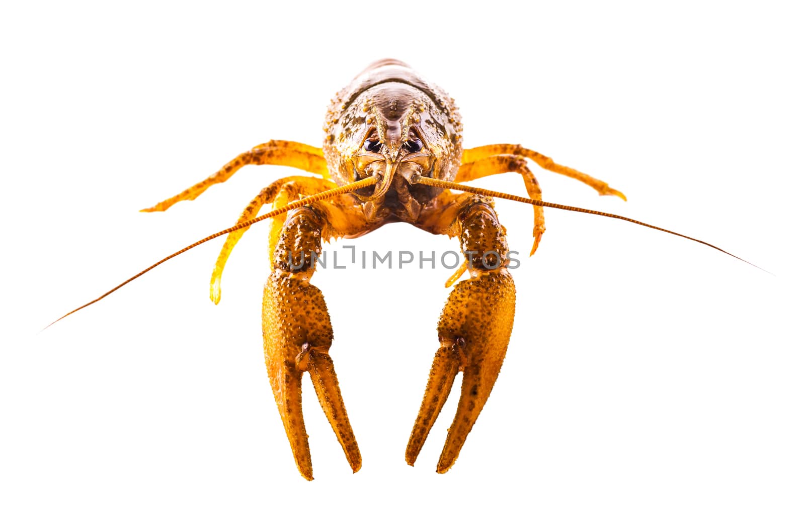 cooked crayfish closeup isolated on a white background