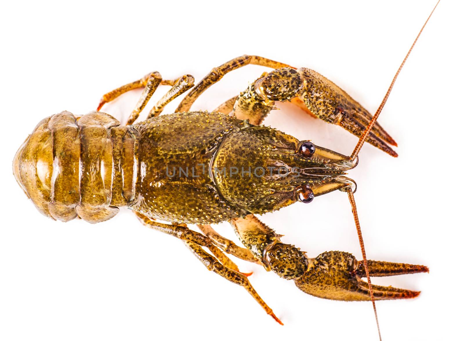 boiled cancer closeup isolated on a white background