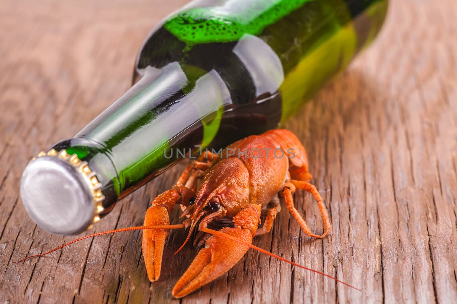beer and crayfish close-up by MegaArt