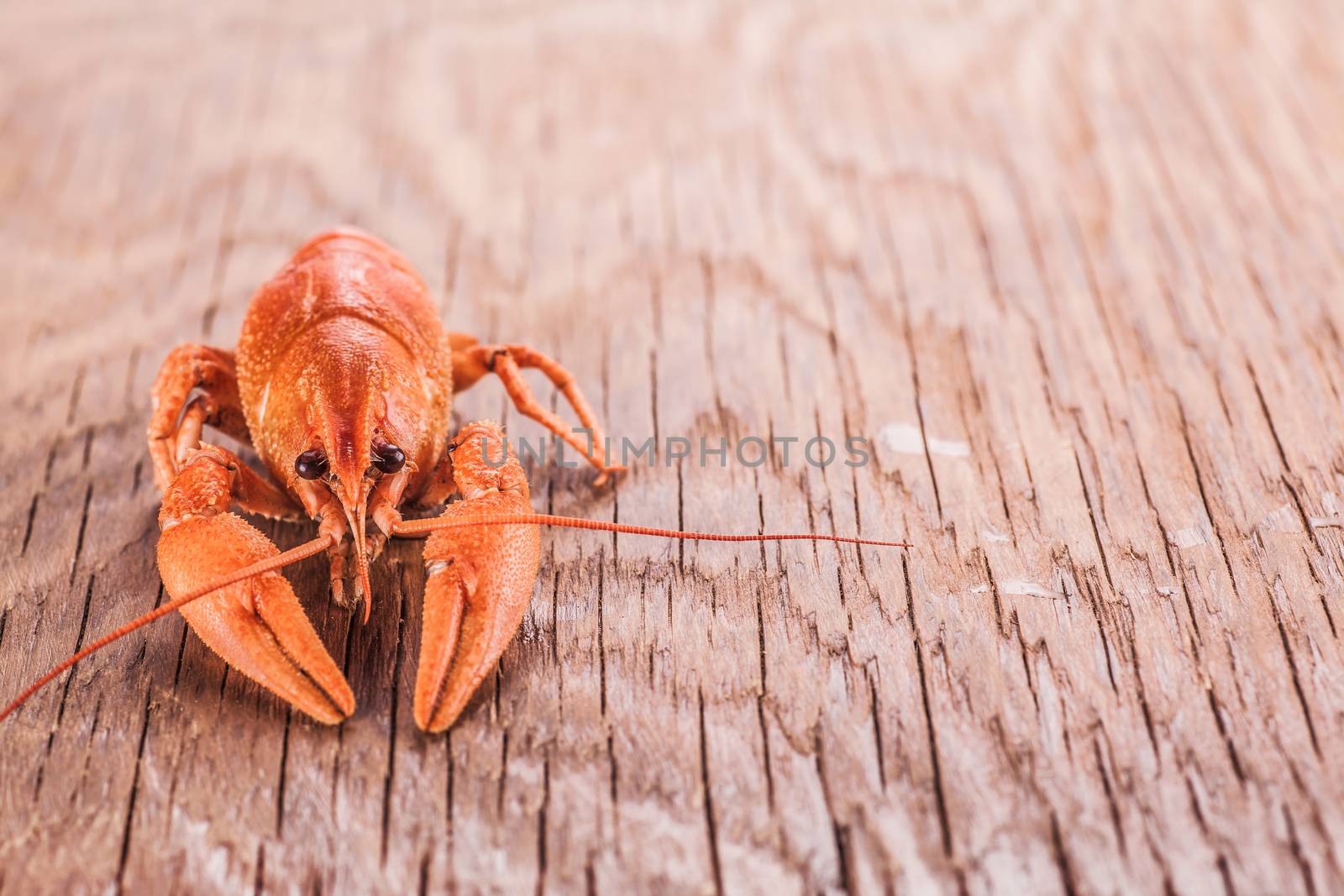 boiled red cancer close-up on wooden background