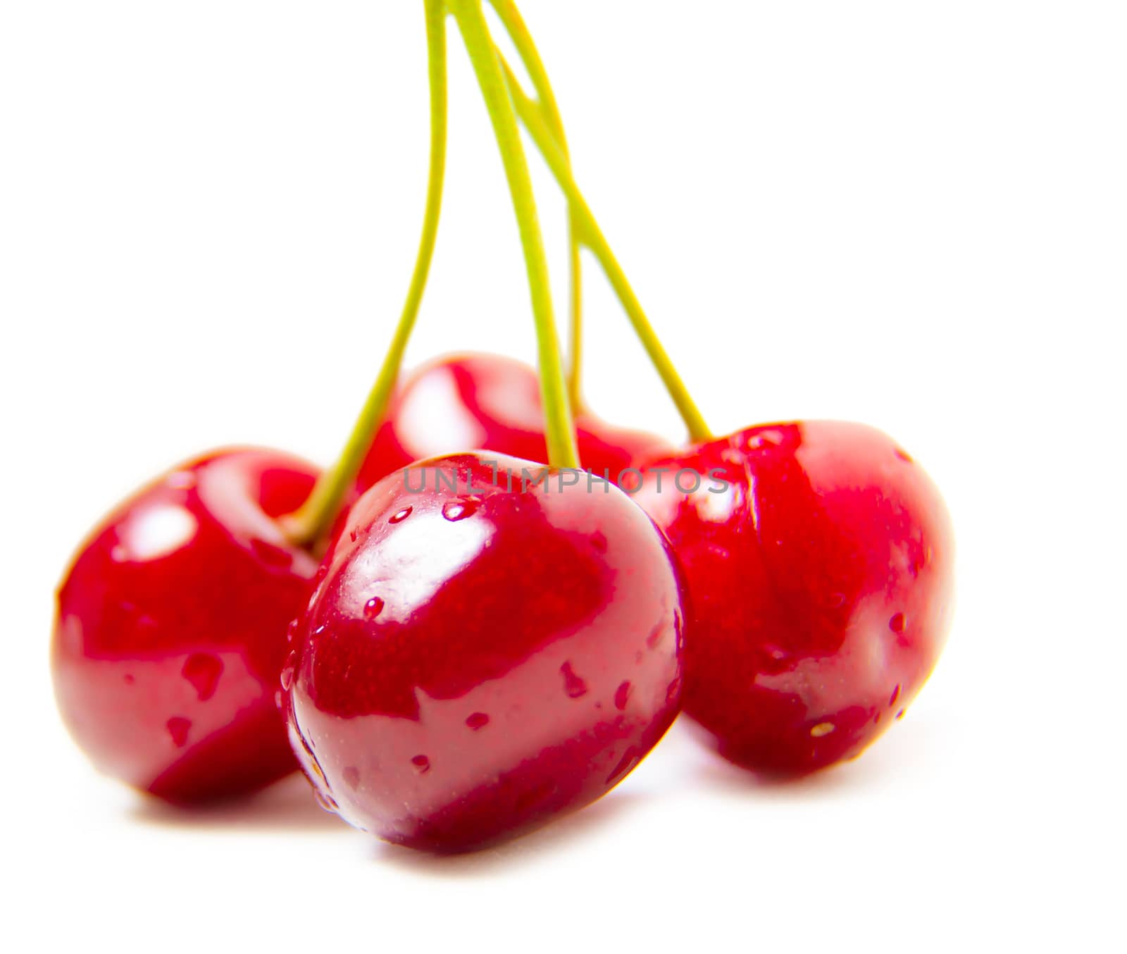 bunch of ripe succulent cherries isolated on white background