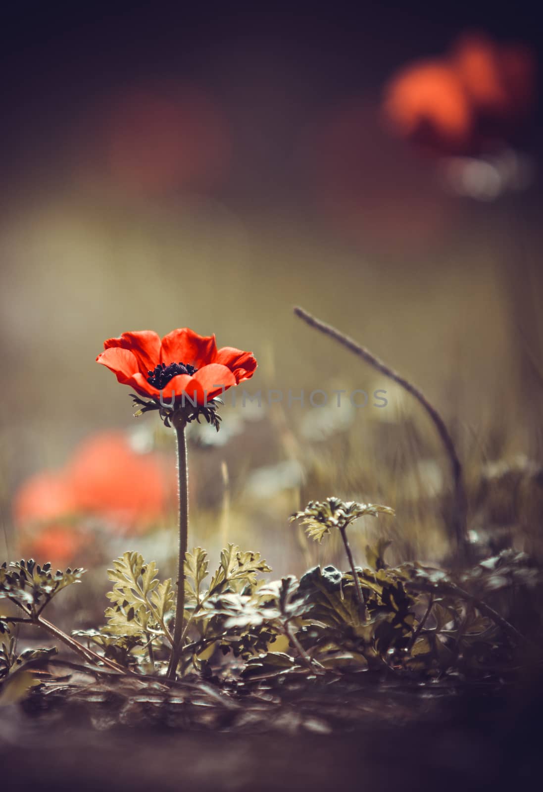 one red poppy flower, spring day