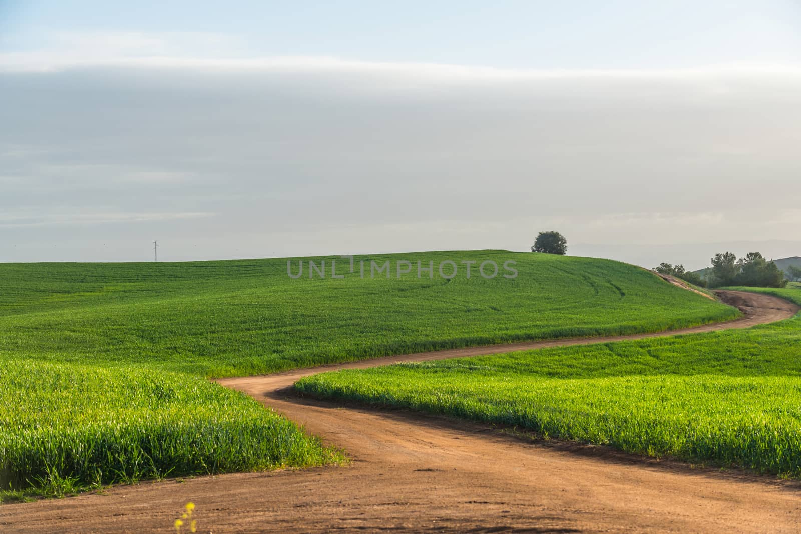trail through the grassy field in summer day