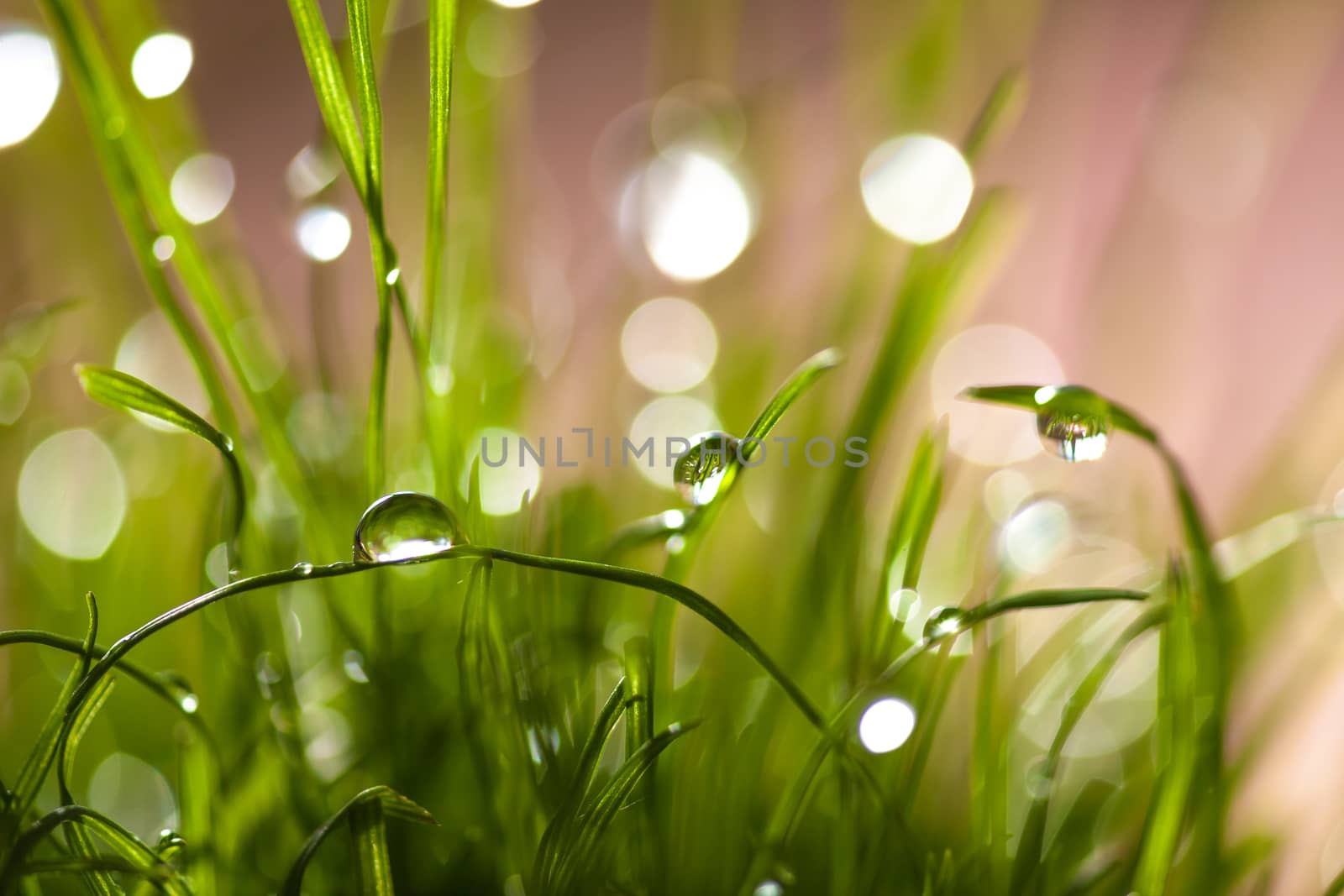 macro leaves of grass with dew, summer day