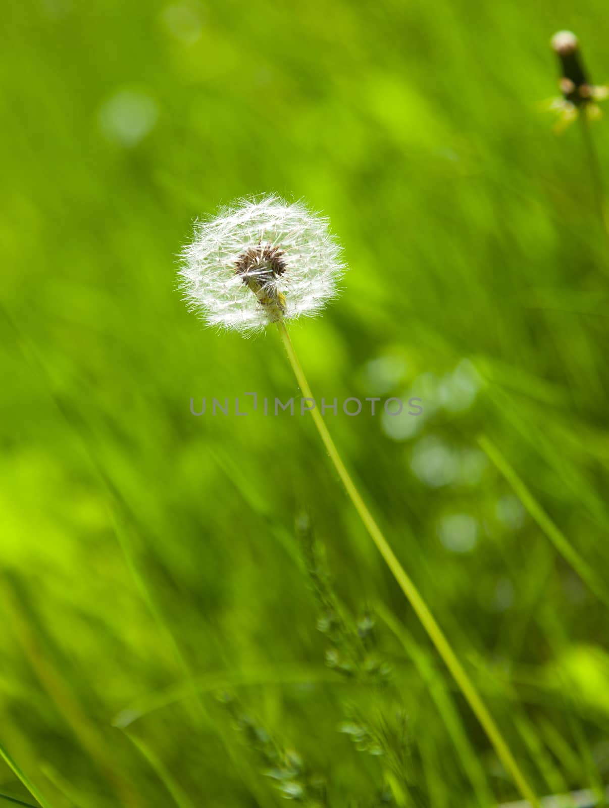 single dandelion in bright grass background