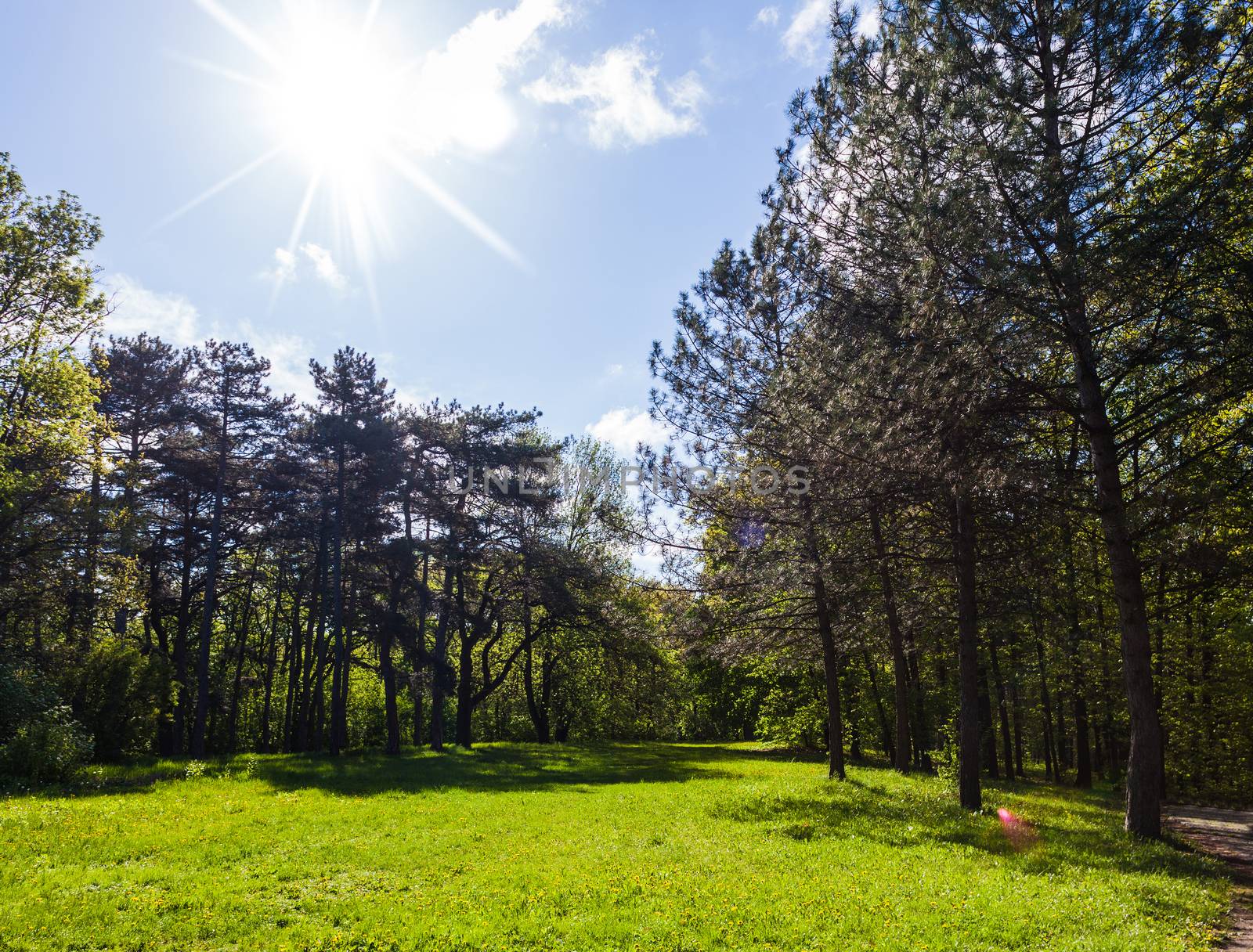 landscape of green spring forest with sun rays
