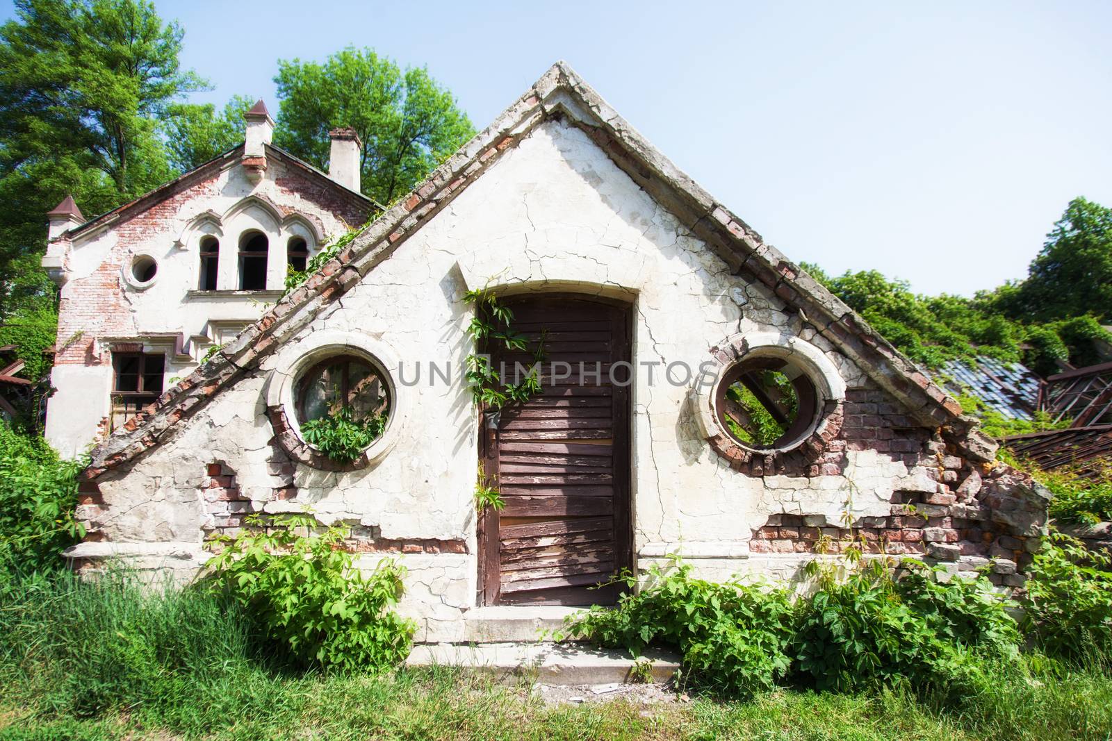 abandoned house in grassy woodland