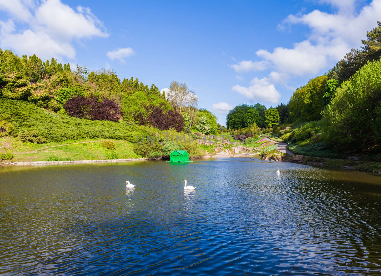 forest lake with white swans Sophia park