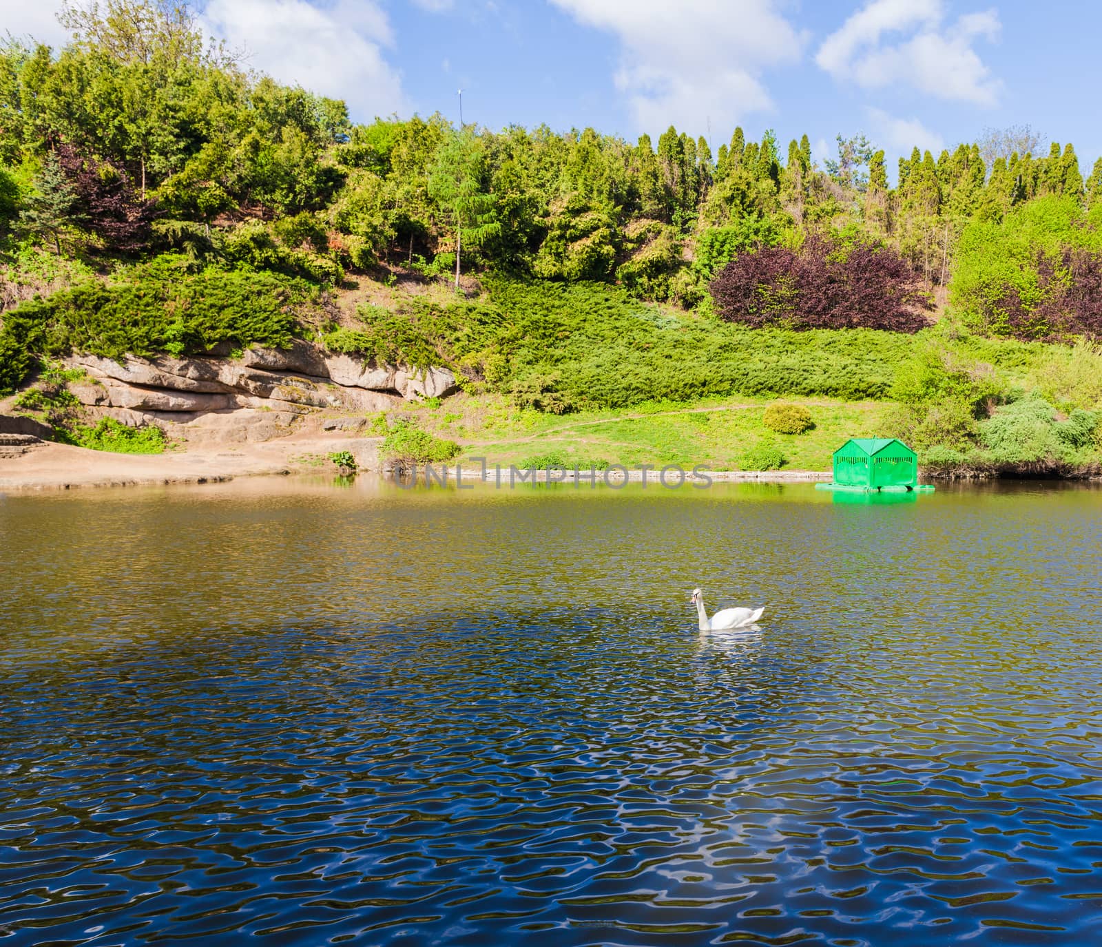 forest lake with white swans Sophia park