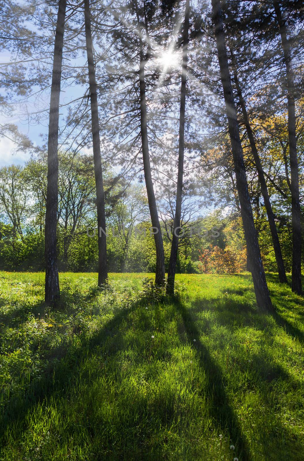 landscape of green spring forest with sun rays