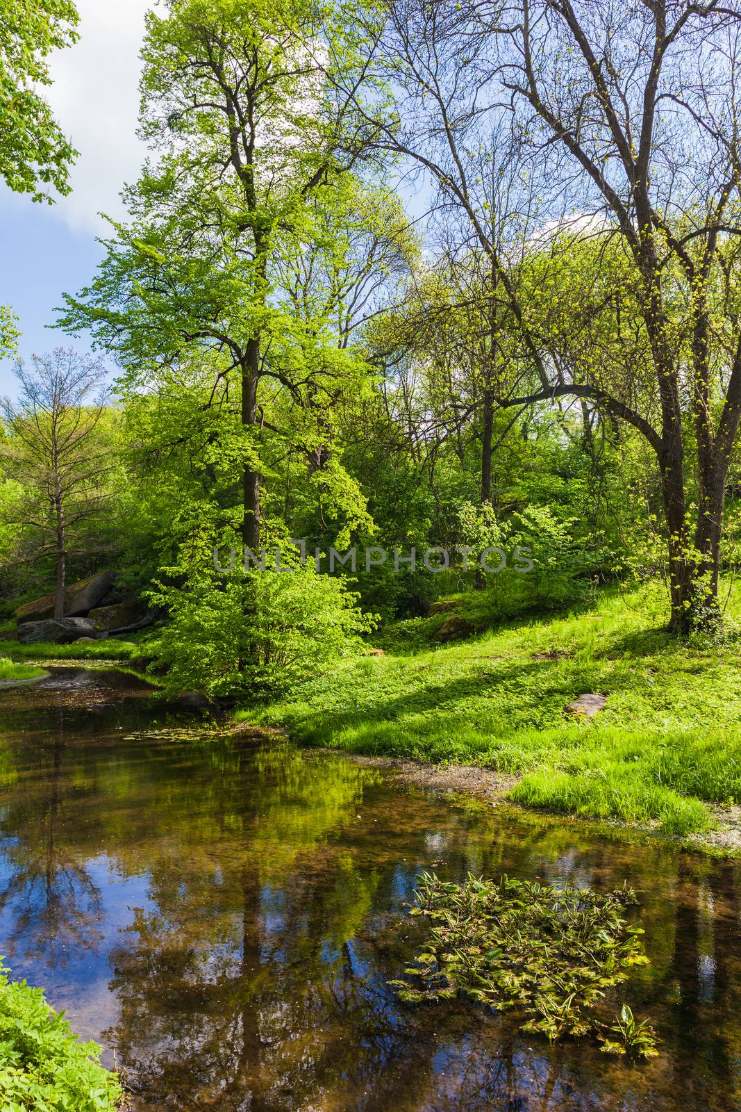 summer landscape river in green forest