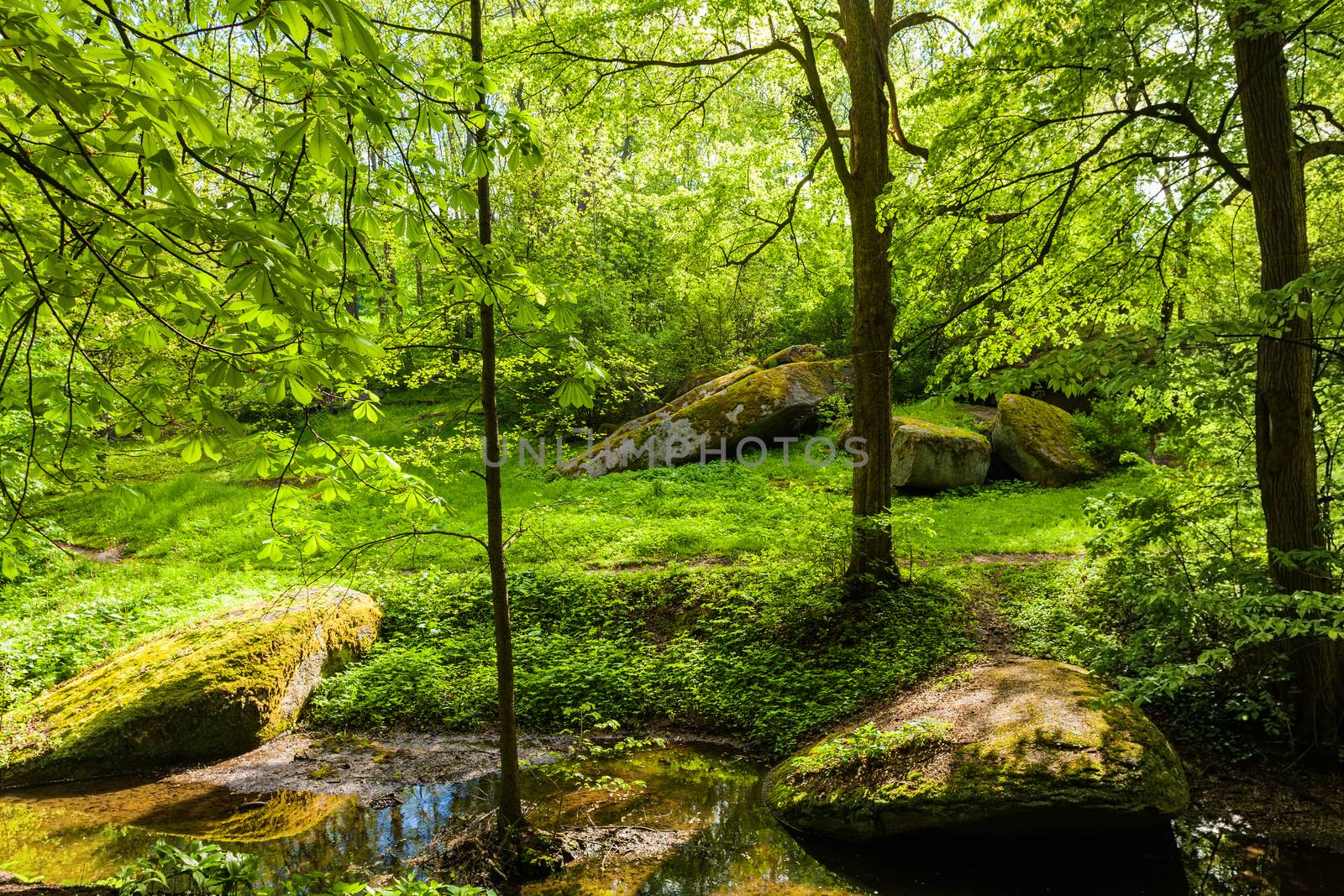 landscape green forest and river with big stones on the shore