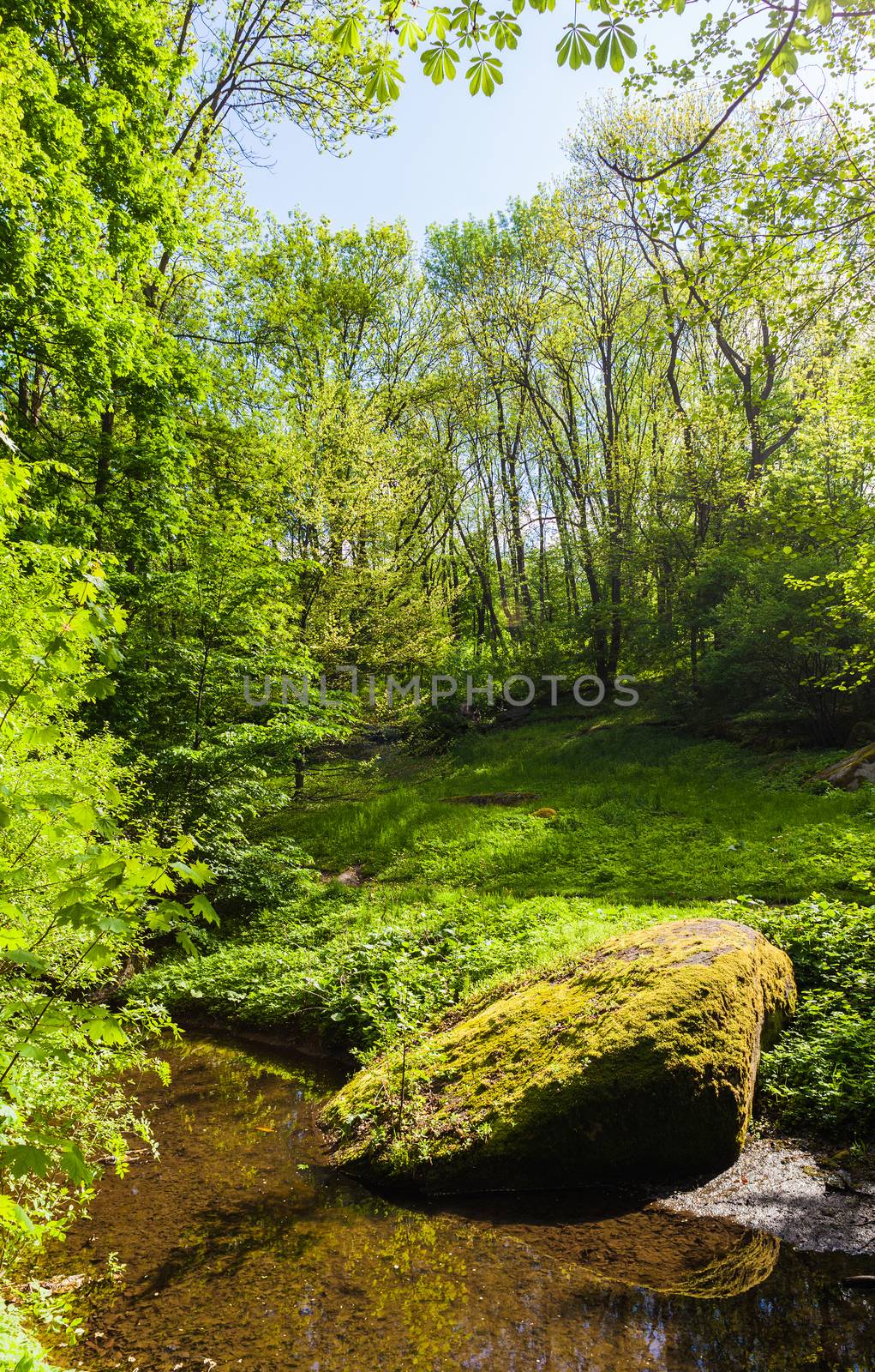 green forest and river with big stones on the shore